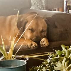 Chile is a lab-mix rescue. She is smart, loves your attention and is protective. She only barks when there is something suspicious going.  Loves to go on walks.