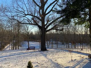 Front yard