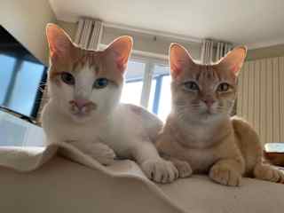 Peanut & Butter posing for their passport pictures.