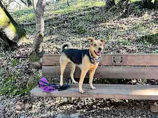 Remy, very high energy dog from San Francisco. She needed 3 - 5 miles of exercise every day.