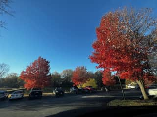 Beautiful trees on the property!