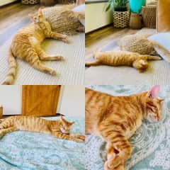 Cutest when tuckered out from playing