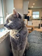 Playful, cuddly and chatty, Furbo is a great companion.  Enjoys being with his people!

He has a cat door for indoor/outdoor life.  Fed and water changed twice per day.  Play with string and snuggle on the couch or early morning in bed.