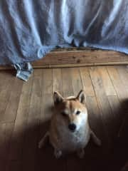 Nona daughter shiba