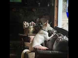 She loves to watch squirrel TV!