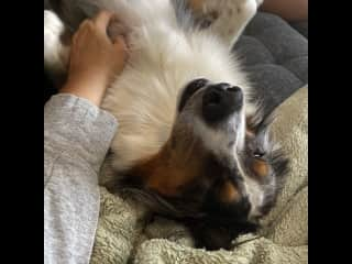 He's all about the belly rubs.