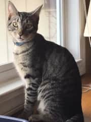 Elf - Gray Striped Tabby Cat #1