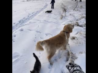 Here I am on our regular winter walk with my sister’s dog Butch, their cats Batman and Micka, and my nephew Ladik. Since my sis is very busy, I take her little ‘farm’ out myself:)