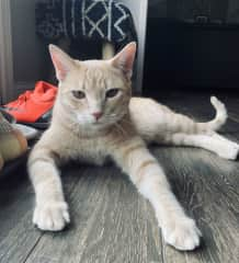 Eddie is the best cat we have ever had! He is a snuggler, loves to play fetch, and loves attention! He will rub up against your legs until you give him the love he wants. He's quiet and has a sweet little chirp.