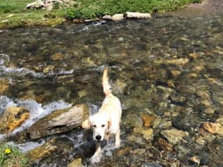 Young Piper  paddling