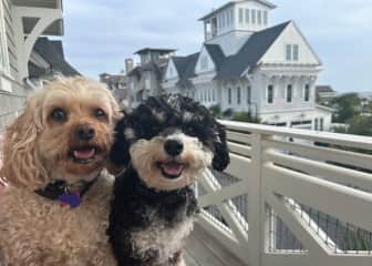 Ruby and Poppy posing together on vacation.