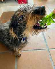 Branston eating kale from the vegetable garden