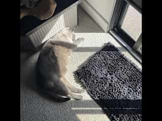 Walt loves any bit of sun