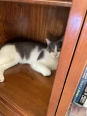 Hiding in the cupboard.