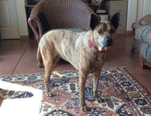 Dominga is a 57 pound, independent, shy girl, somewhat timid. She may be a bit stand-offish at first but will warm up to you. She has some sharpei in her and who knows what else. She was a rescue when I got her 12 years ago as a young pup.