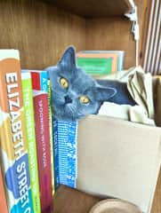 Blue in her favourite box on a living room shelf by the cook books.