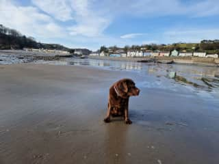 Amroth rambling with Suki