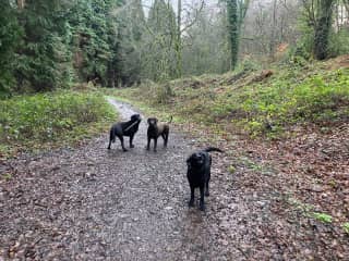 Pike woods