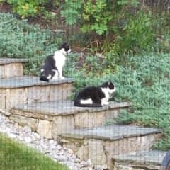 Breeze and Foxy on steps to the pool.