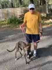Dave walking a greyhound puppy (Nicholas) he often dog sits for.  Nicholas is now twice this size - and a handful to control!