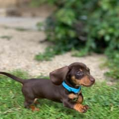 I'm v v little still so trying to learn how to behave and be a good dog, need lots of practice!  I’m nearly 1 now and am pretty well trained. I love people and going for walks.  I am a little older now than this photo but I still love people and walks!