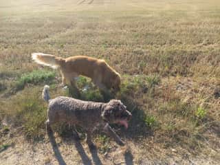 Walking in the fields