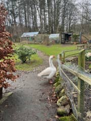 Jethro the goose in the front garden.