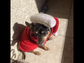 She loves her Santa hat!
