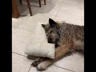 Cachi con su almohada