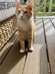 Handsome boy kitten