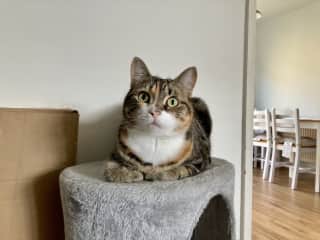 Nala the cat.