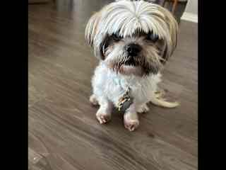 He is very afraid of the cell phone noise- please choose a sound that does not bing , beep, or ring.