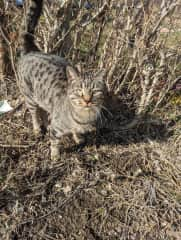 Loveable scamp and outdoor baby. He may let you pet him after some feeding.