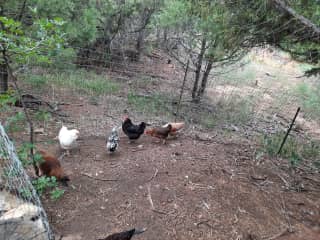 Chickens