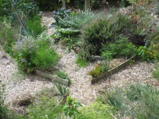 Part of my backyard food garden