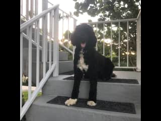 Grace loves to hang out in the yard.  It's securely fenced!