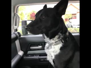 Boise Blue riding shotgun with Dad