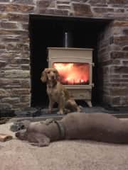 Lily and Aggie, a friend's dog in front of our wood burner.