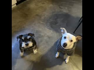 Waiting for treats!
