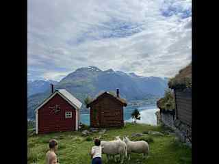 The boys playing with some sheep