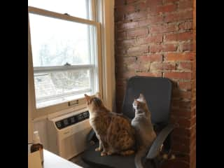 Ramen and Remy viewing the world from our attic office.