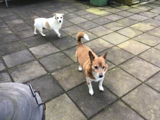 Together we are Tipper and Bella and we live in Ireland.  Rissa had that funny American accent, but we still liked her a lot.  She played soccer with Bella  and we played tug of war.