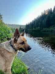 Sheppy out at the lake just 30 mins walk from the house.