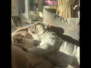 He’s a big lazy lump in the sun and soft as a brush