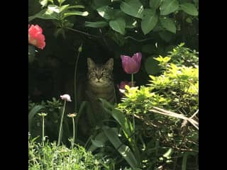 Molly was also a stray cat, although she has lived with us for many years she is still very timid.