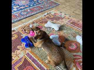 Cookie loves squeaky toys and bones!