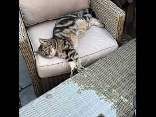 Sunbathing