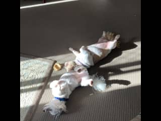 Catching a few rays. Weekend of minding these boys.