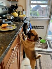 Louie in the kitchen! Always curious!