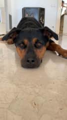 Please play ball with me